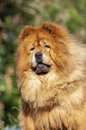 Chow Chow Portrait