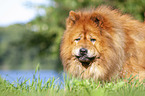 lying Chow Chow