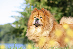 Chow Chow Portrait