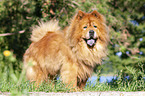 standing Chow Chow