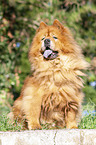 sitting Chow Chow