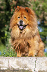 sitting Chow Chow