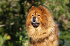 Chow Chow Portrait