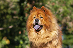 Chow Chow Portrait