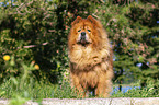 standing Chow Chow