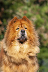 Chow Chow Portrait