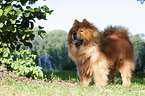 standing Chow Chow