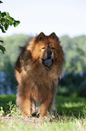 standing Chow Chow