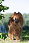 standing Chow Chow