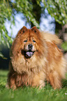 standing Chow Chow