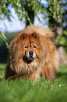 standing Chow Chow