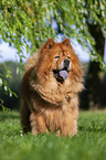 standing Chow Chow