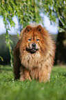 standing Chow Chow