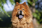 Chow Chow Portrait