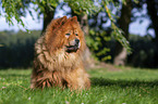 sitting Chow Chow