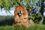 sitting Chow Chow