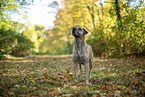 Cimarron Uruguayo in autumn