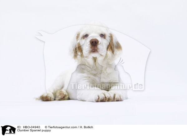 Clumber Spaniel puppy / HBO-04940