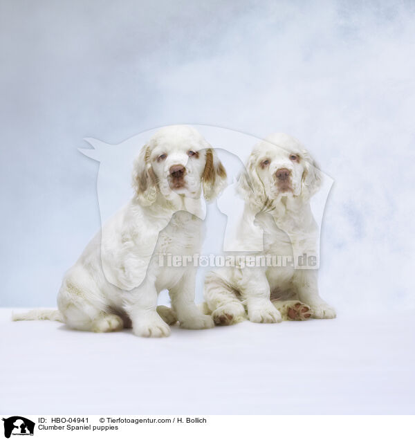 Clumber Spaniel puppies / HBO-04941
