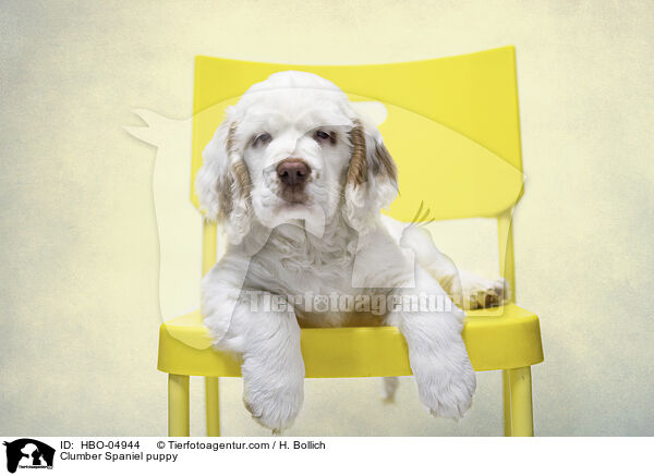 Clumber Spaniel puppy / HBO-04944