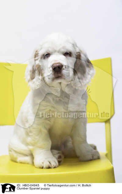 Clumber Spaniel puppy / HBO-04945