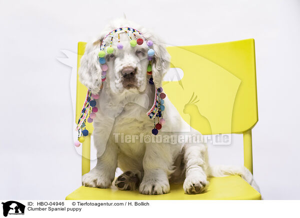 Clumber Spaniel Welpe / Clumber Spaniel puppy / HBO-04946