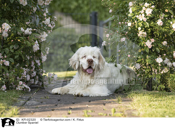 Clumber Spaniel / KFI-02320