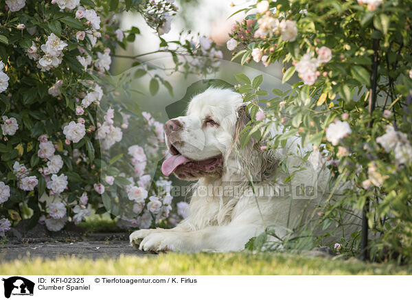 Clumber Spaniel / KFI-02325