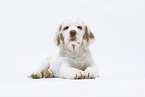 Clumber Spaniel puppy