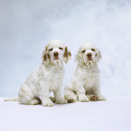 Clumber Spaniel puppies