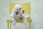 Clumber Spaniel puppy