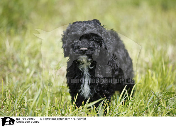 Cockapoo puppy / RR-26089