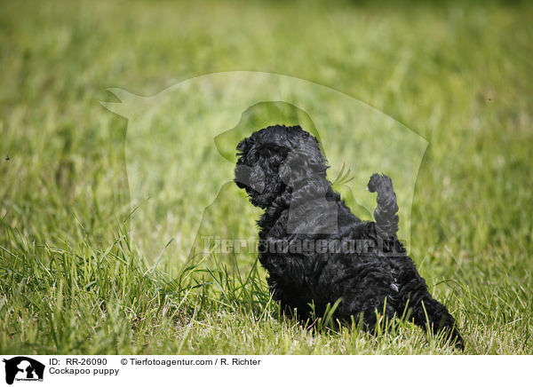 Cockapoo Welpe / Cockapoo puppy / RR-26090