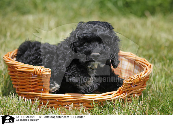 Cockapoo Welpe / Cockapoo puppy / RR-26104