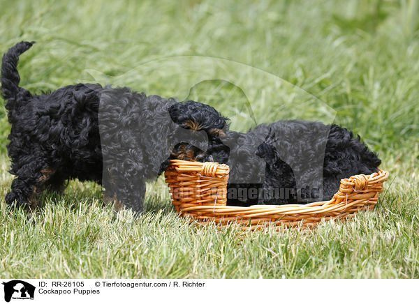 Cockapoo Welpen / Cockapoo Puppies / RR-26105