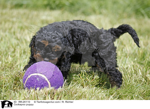 Cockapoo puppy / RR-26110