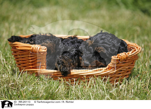 Cockapoo Welpe / Cockapoo puppy / RR-26113