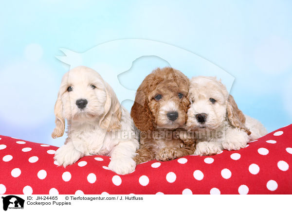 Cockerpoo Welpen / Cockerpoo Puppies / JH-24465