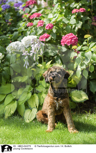 junger Cockerpoo / young Cockerpoo / HBO-04275