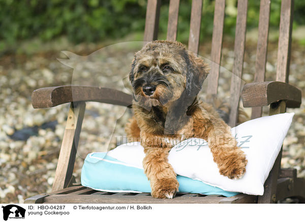 junger Cockerpoo / young Cockerpoo / HBO-04287