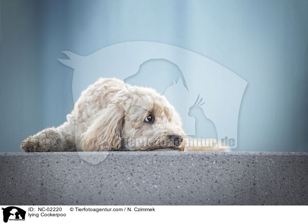 liegender Cockerpoo / lying Cockerpoo / NC-02220