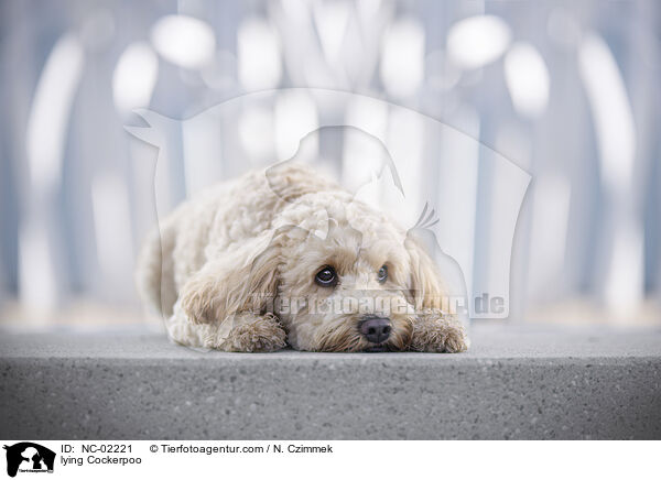 liegender Cockerpoo / lying Cockerpoo / NC-02221
