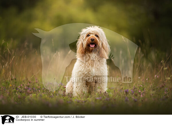 Cockerpoo im Sommer / Cockerpoo in summer / JEB-01030