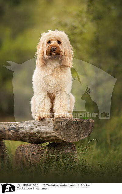 Cockerpoo im Sommer / Cockerpoo in summer / JEB-01035