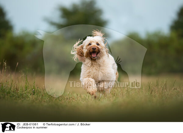 Cockerpoo im Sommer / Cockerpoo in summer / JEB-01061