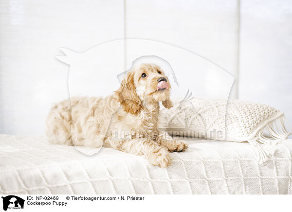 Cockerpoo Welpe / Cockerpoo Puppy / NP-02469