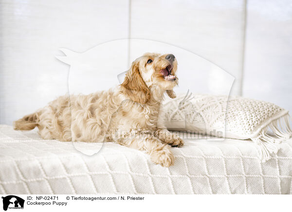 Cockerpoo Welpe / Cockerpoo Puppy / NP-02471