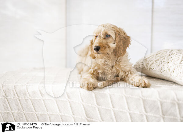 Cockerpoo Welpe / Cockerpoo Puppy / NP-02475