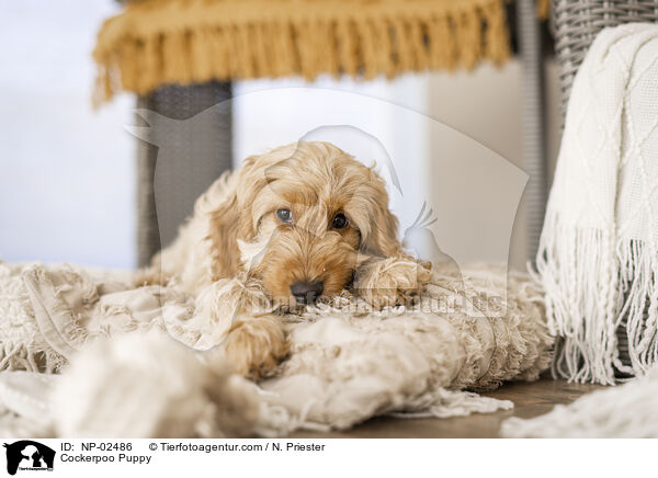 Cockerpoo Welpe / Cockerpoo Puppy / NP-02486