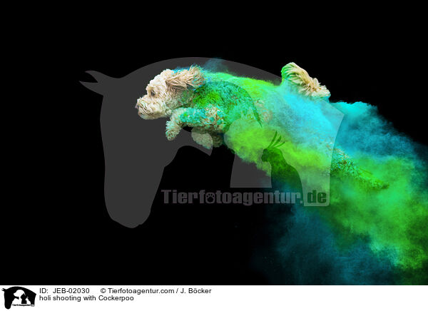 Holi-Shooting mit Cockerpoo / holi shooting with Cockerpoo / JEB-02030